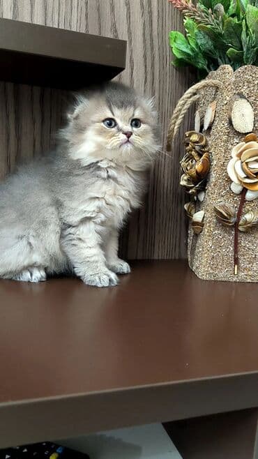 şinşıla: Tam sağlam uzun tüklü sinşilla bala. böyüdükcə tük örtüyü daha gözəl — 3