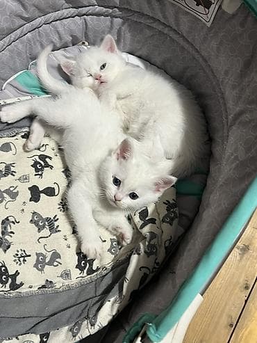 Britan, Erkək, Dişi, Yaxşı əllərə, Pulsuz çatdırılma