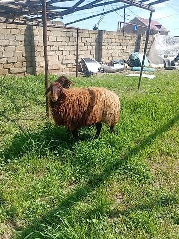 Qoyun – yerli növ, uzun yunu və sağlam bədən quruluşu ilə. - Rəng