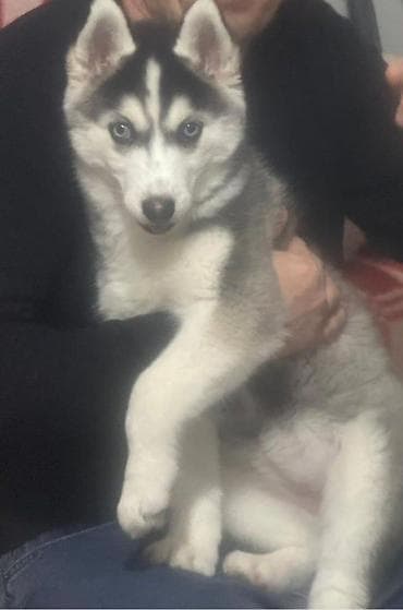 husky satisi: Xaski, 3 ay, Dişi, Peyvəndli, Ödənişli çatdırılma — 2