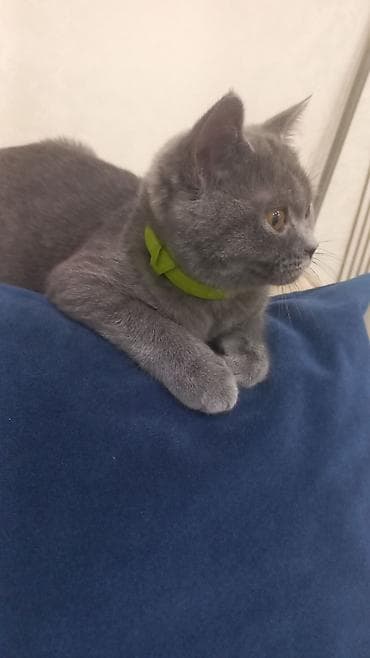 british pişik: Britan, Dişi, Yaxşı əllərə, Ünvandan götürmə — 3