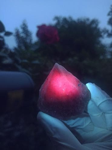 Təbii YAQUT ( Ruby ) Daşı SATILIR 💎 Kolleksiya üçün Nadir Floresan ✨