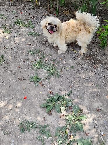 alman kurdu iti: Pekines, Ünvandan götürmə — 4