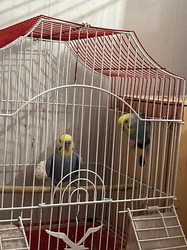 tutuqusu satilir: Rainbow quşlarının balası satılır 10 15 günə yemə düşəcəklər istiyən — 2