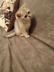 pişiklər bala: Şinşilla, Erkək, Yaxşı əllərə, Ünvandan götürmə — 3