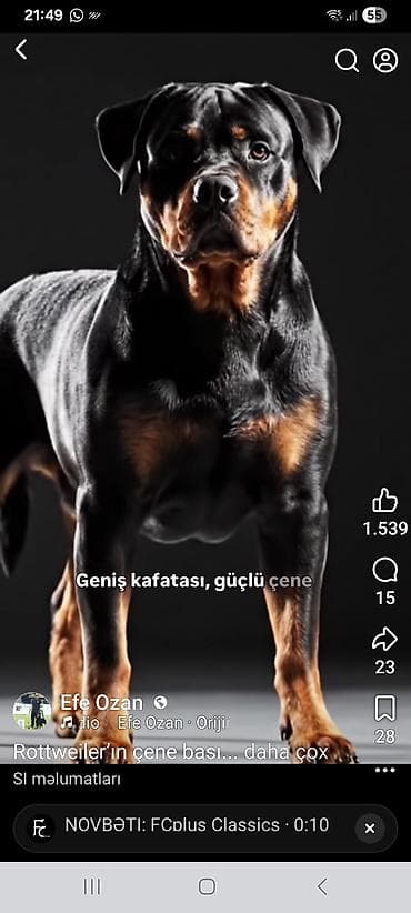 idman kəməri: İnline təkərli konkisürmə ayaqqabıları – Shooter XXtreme - Model — 2