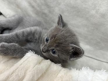 pişik: Britan — 3