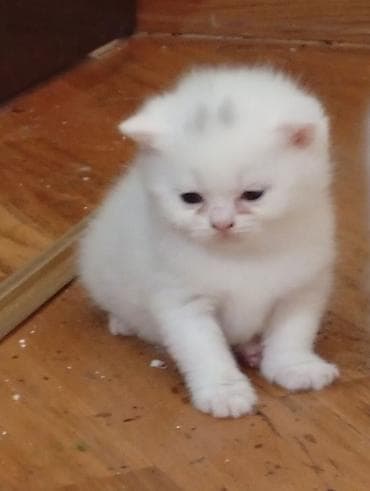 pişiy: Erkək, Dişi, Yaxşı əllərə — 3