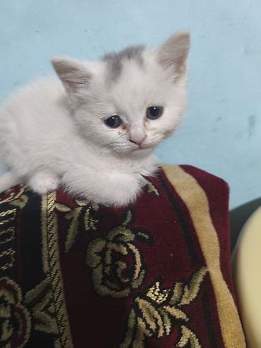 sari pisik sekilleri: Dişi, Yaxşı əllərə, Ünvandan götürmə — 5