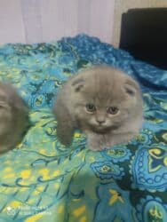 pişik cutleşdirme: Şotland, Dişi, Yaxşı əllərə, Ünvandan götürmə — 11