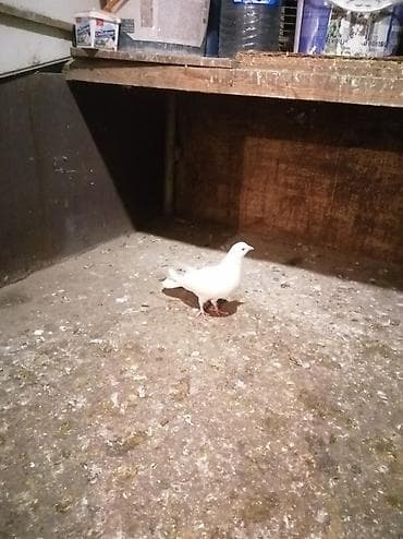 goyərcin damı: Ağ rəngli, boyun və kürək hissəsində qara naxışları olan göyərçin — 5