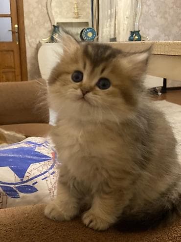 lalafo pisik: Şinşilla, Dişi — 7