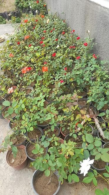 xlorofitum bitkisi: Gül kolları – qızılgül şitilləri - Növlər: müxtəlif dekorativ — 5