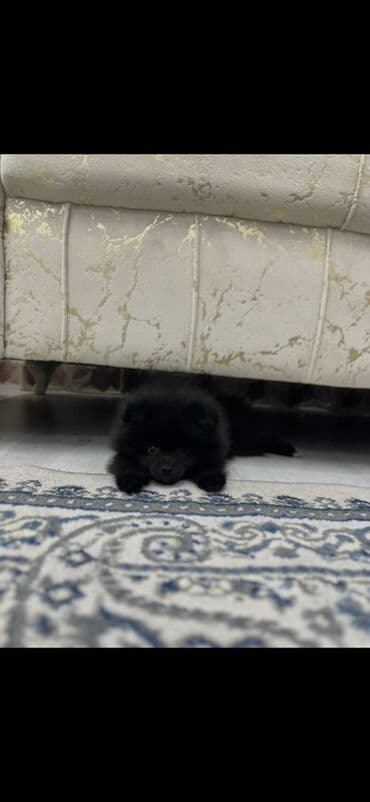 butun it cinsleri: Şpitz, 2 ay, Erkek, Ünvandan götürmə — 1