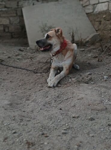 Akita-inu, 2 il, Erkek, Ünvandan götürmə