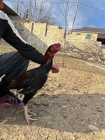 heyvan bazari itler: Xoruz, Heyratı, il: 2, Ünvandan götürmə — 2