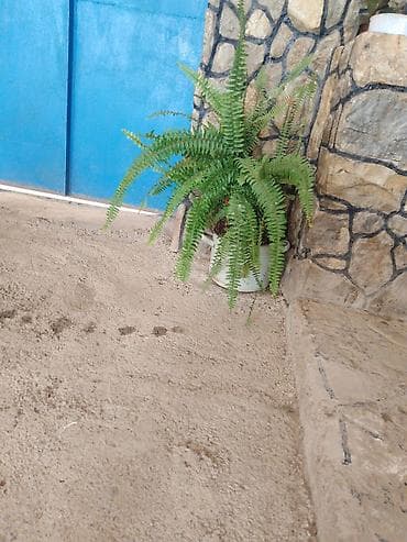 ucuz perdeler bakida: Nephrolepis exaltata (Boston qıjısı) – dekorativ otaq və eyvan bitkisi — 1