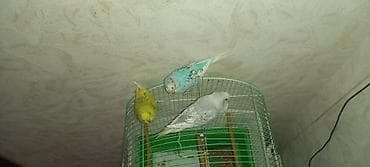 iran peci irsad: Məhsul: Dalmatian naxışlı və rəngarəng dalğıç papağanları (budgerigar) — 1