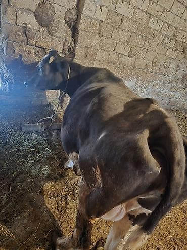 ucuz ev itleri: Satılır: Qara bala (dana) - Növ: iri buynuzlu heyvan, qara rəngli — 8