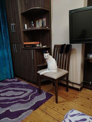 pişik çanta: Şotland yastı qulaq, Yaxşı əllərə — 17