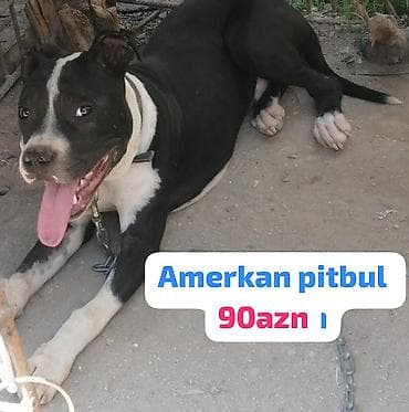pitbul balası: Pitbul, 4 ay, Erkek, Peyvəndli, Ünvandan götürmə — 1