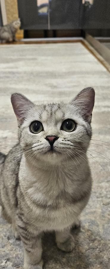 Tabbi, Dişi, Yaxşı əllərə