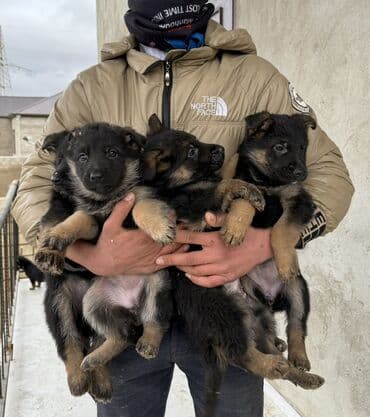 Heyvanlar üçün mallar: Alman çoban iti, 1 ay, Peyvəndli — 5