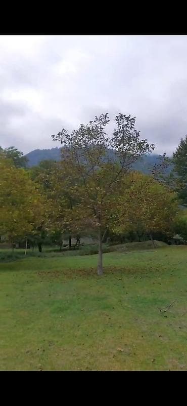 quba a frame evler: Tikinti — 5