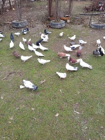 Gəmiricilər: Məhsul: Ev göyərçinləri – müxtəlif rəng və naxışlarda Təsvir: - — 2