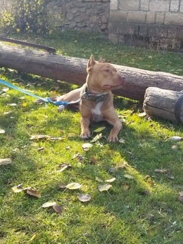 pekines itləri: Pitbul — 3