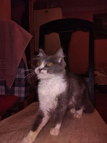 pişik balaları: Meyn-kun, Erkək, Yaxşı əllərə, Ünvandan götürmə — 3