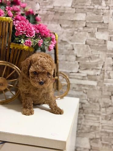 itlə barter: Pudel — 3