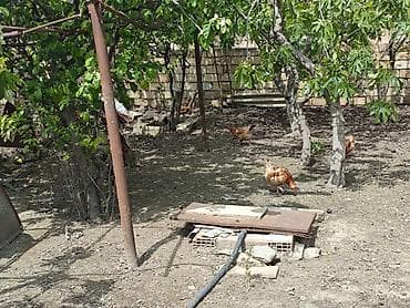 bildircin eti satisi: Toyuq, Yumurtalıq — 2