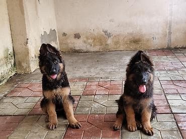 spaniel it: Alman çoban iti, 3 ay, Dişi, Sənədli, Ünvandan götürmə — 1