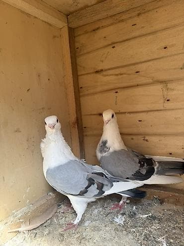 Super mısıri bangolar tam sağlam və qızğın lalafo.az -da Super mısıri bangolar tam sağlam və qızğın