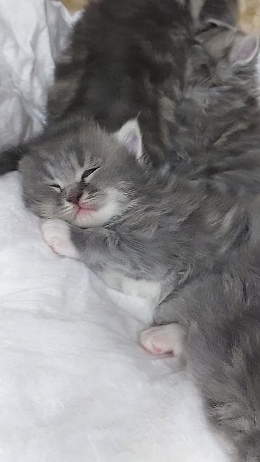 pişiy: Britan — 6