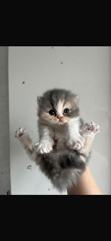 İncə xəzli, iri gözlü balaca pişik balaları - Cins: (uzun xəzli lalafo.az -da İncə xəzli, iri gözlü balaca pişik balaları - Cins: (uzun xəzli