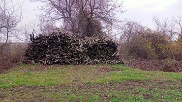 Саженцы растений: Findiğ Odunu satılır — 1