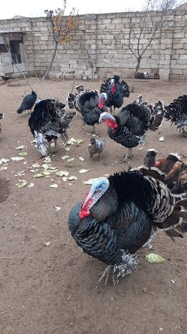 oğlan tutuquşu adları: Bronza cinsli hinduşkalar - Cins: Şimali Amerikanın ağır bronza — 2