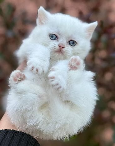 zvanok balasi: Scotiş balasi Dişi axrinci galibdi 
real aliciya endirim olunacag — 6