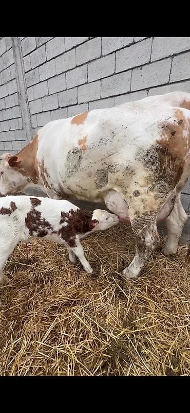 dana inək: Satılır: inək buzovu ilə birlikdə - Cins tipi: Simental tipli — 5