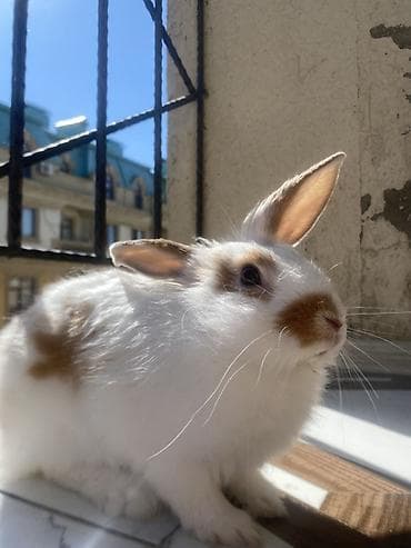 Ev dovşanı – ağ rəngdə, qəhvəyi ləkələr ilə - Növ: dekorativ ev