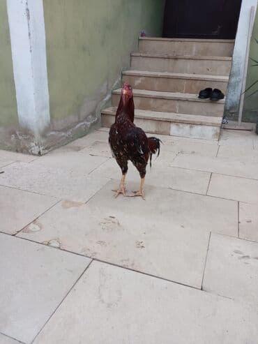 Boşqablar: Salam qiymət 40 manatdan basdyir 70 4 dənə xoruz 11 ayliqdi biri 1 — 8