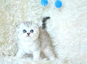 Quşlar: Şotland yastı qulaq — 6