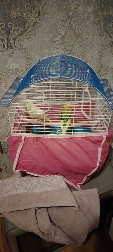 Alfa Romeo: 2 eded quşdu boyuk qefesi setqasi 2 yemek qabi bir su qabisi — 1