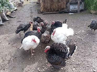 Dişi, Ətlik