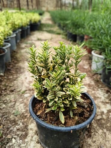 helba bitkisi faydaları: Qızıl güllər dipçək gülləri həmişə yaşıl kolları zəhmət olmasa — 13