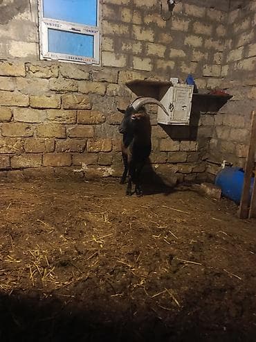 Keçilər, çəpişlər: Boğazı uzun, iri buynuzlu, qəhvəyi-qara rəngli erkək keçi - Növ — 9