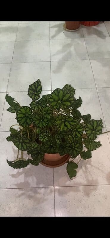 beqoniya bitkisi: Bu begoniya bitkisi iri, yaşıl və qara naxışlı yarpaqları ilə — 7