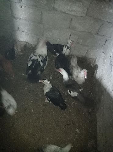 Yemlər: Musk ördəkləri (indo-ördəklər) – qarışıq rənglərdə sürü - Növ — 5